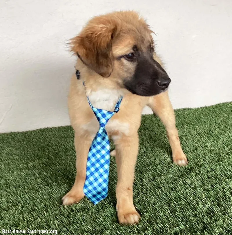 A baby medium-sized male Yellow / Tan / Blond / Fawn German Shepherd Dog dog named Corey for adoption in San Diego, CA