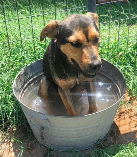 An adult small-sized male Bicolor German Shepherd Dog dog named Cole for adoption in North Richland Hills, TX
