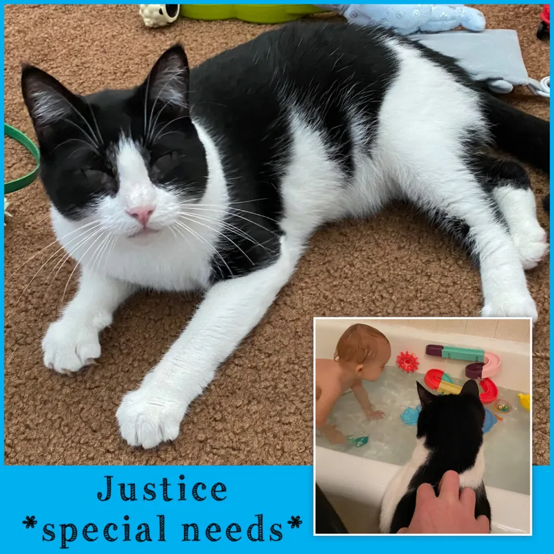 An adult large-sized male Domestic Short Hair cat named Justice for adoption in Vacaville, CA