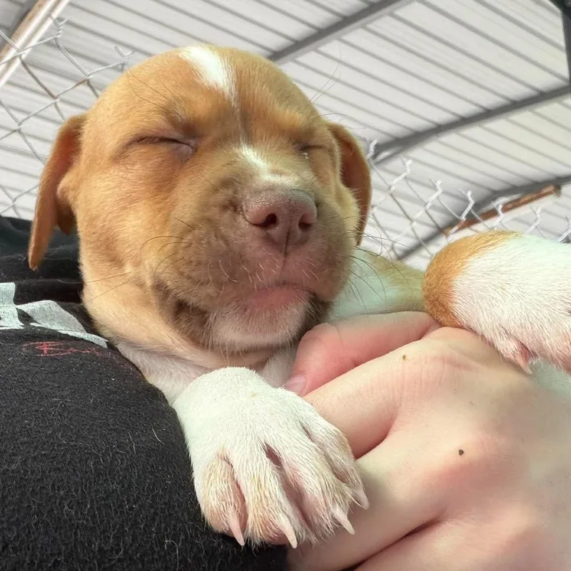 A baby medium-sized female Terrier dog named Cali for adoption in Seminole, FL