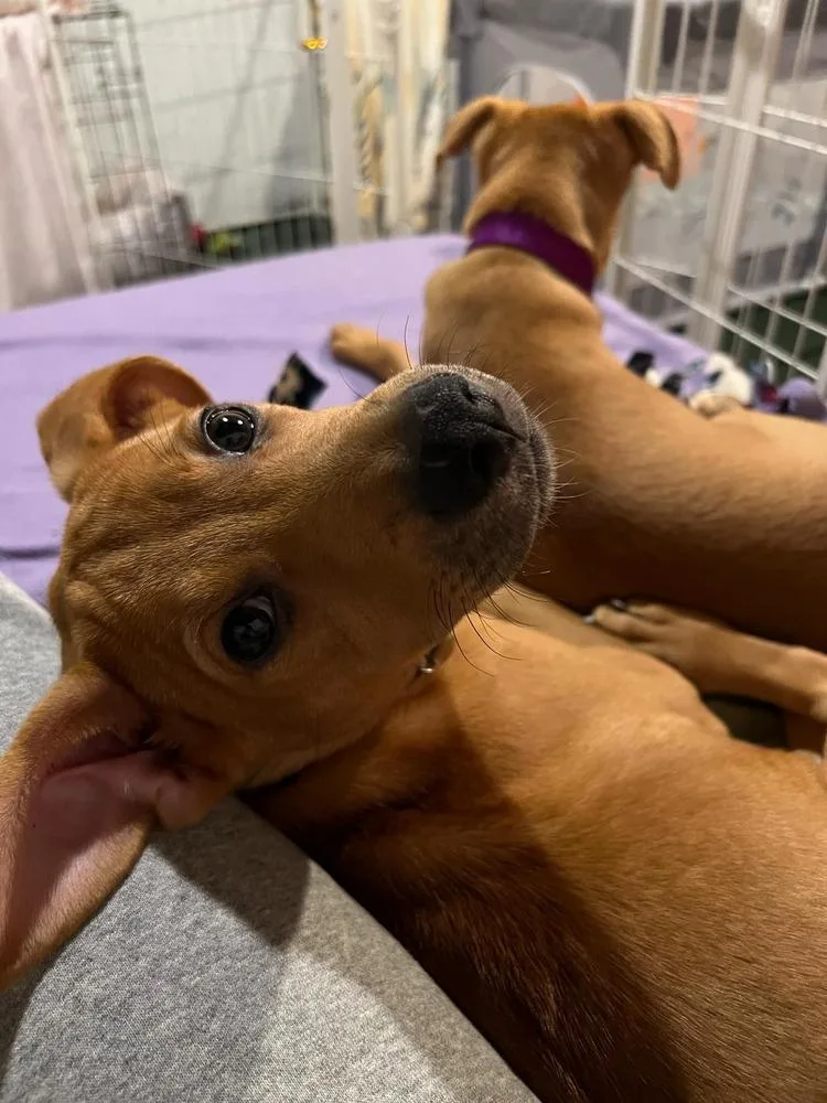 A baby small-sized male Brown / Chocolate Labrador Retriever dog named Luke Barks for adoption in Amherst, NY