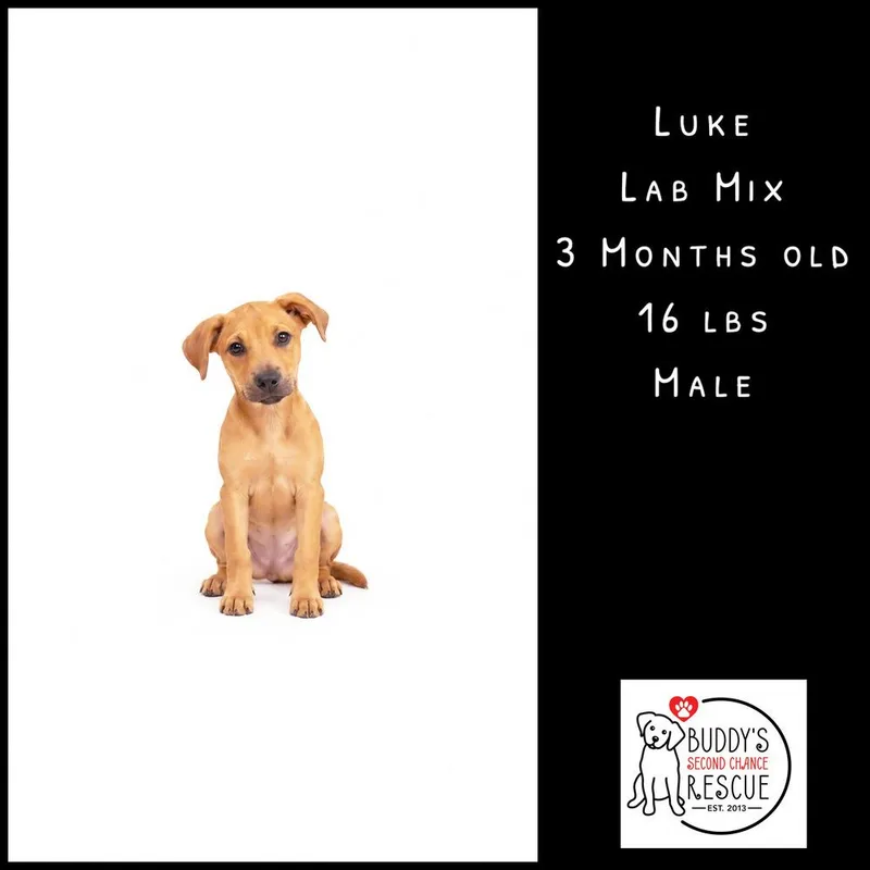 Luke Barks thumbnail 5