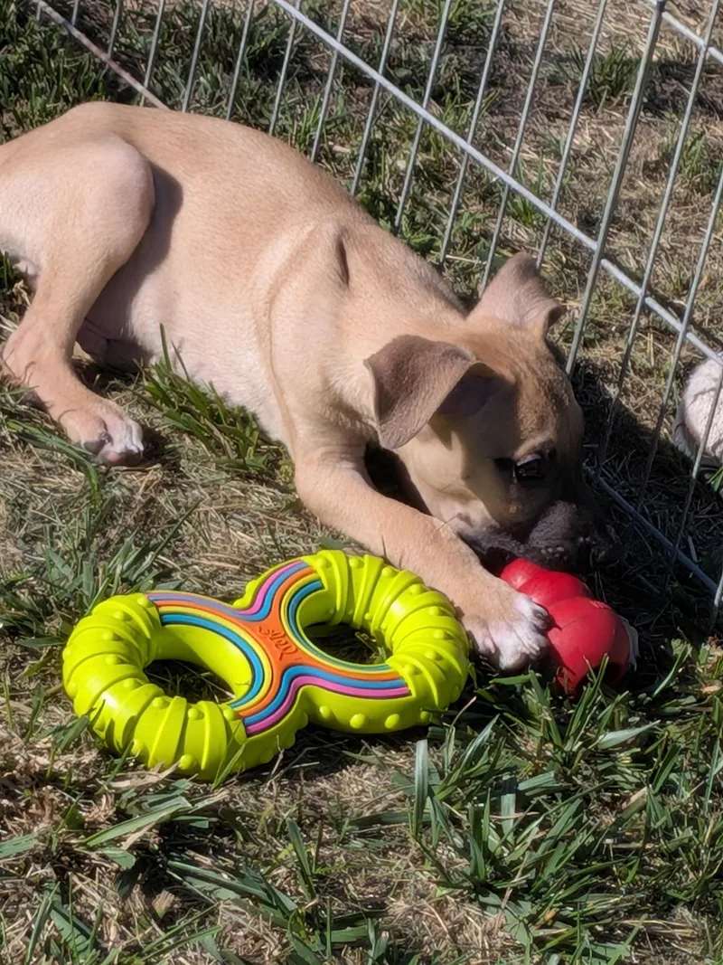 A baby medium-sized male German Shepherd Dog dog named Roscoe for adoption in Joliet, MT