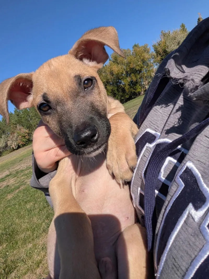 Roscoe thumbnail 3
