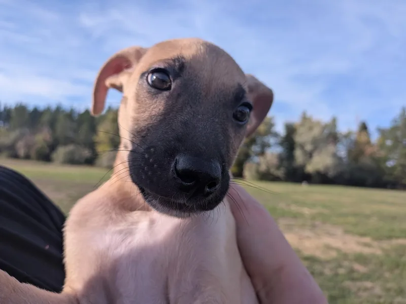 Roscoe thumbnail 4