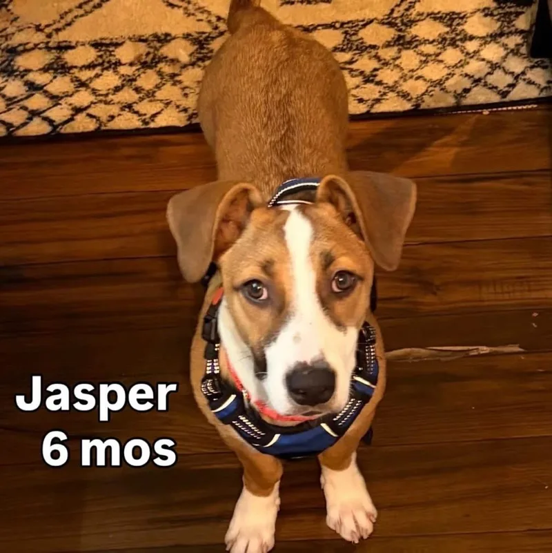 A young medium-sized male Red / Chestnut / Orange Dachshund dog named Jasper Shy & Sweet for adoption in Toluca Lake, CA