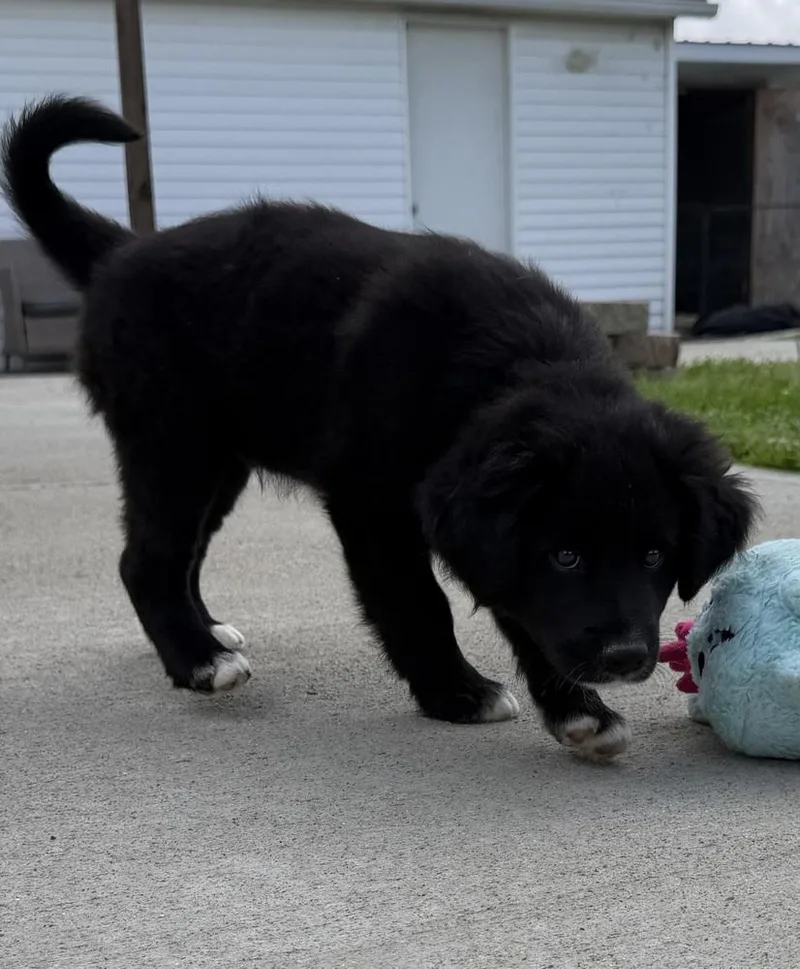 A baby large-sized male Tricolor (Brown, Black, & White) Labrador Retriever dog named Connecticut : Kent for adoption in Aurora, IN