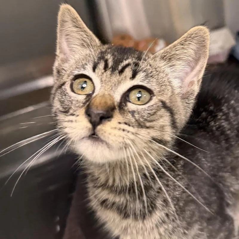 A baby small-sized female Domestic Short Hair cat named Reyna for adoption in Los Angeles, CA