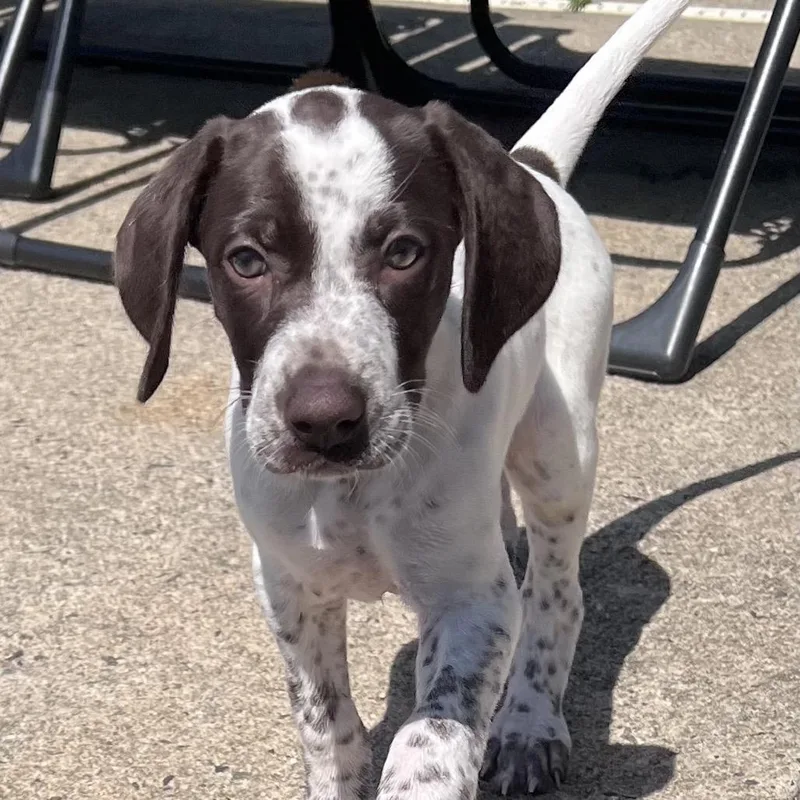 A baby small-sized female German Shorthaired Pointer dog named Chrissy for adoption in Newark, NJ