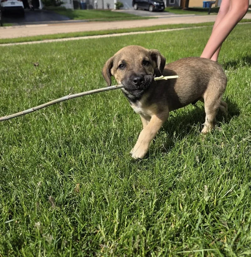 A baby medium-sized male Brown / Chocolate Shepherd dog named Peter for adoption in LEMONT, IL