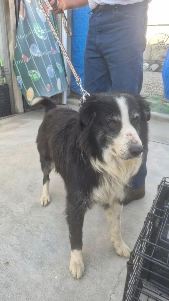 An adult medium-sized male Border Collie dog named Rex for adoption in Newman, CA