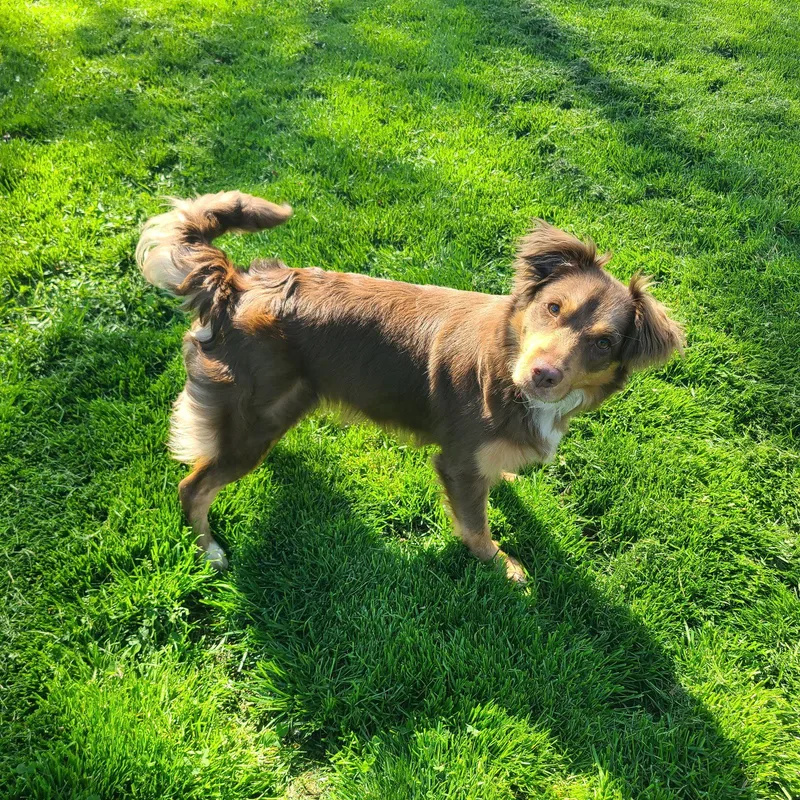 Frankie