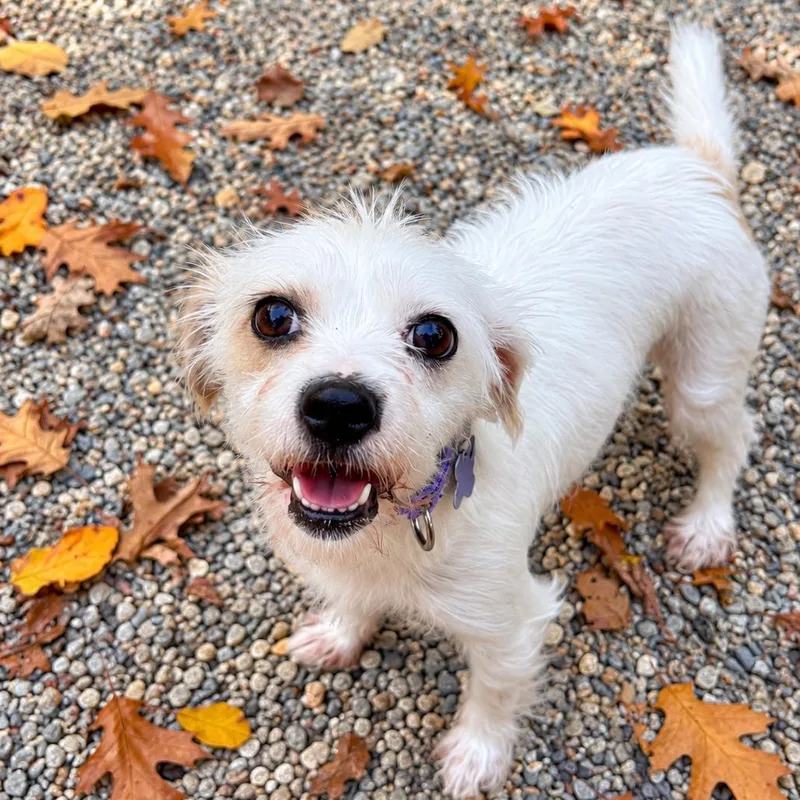 An adult small-sized female Mixed Breed dog named Susie for adoption in Hopkinton, MA