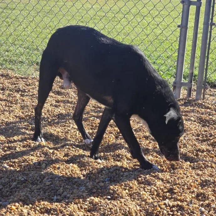 An adult large-sized male Black Labrador Retriever dog named Sox for adoption in Elizabeth City, NC