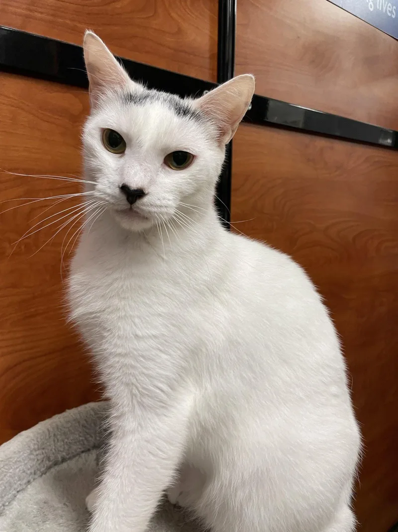 A young medium-sized male Black & White / Tuxedo Domestic Short Hair cat named Azlan for adoption in Pompano Beach, FL