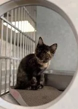 A young medium-sized female Tortoiseshell Domestic Short Hair cat named Cherry for adoption in Eagle, CO