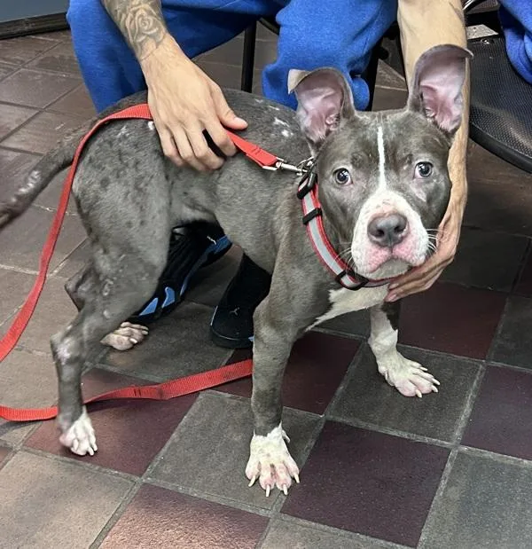A young medium-sized female Mixed Breed dog named Rupaw for adoption in New York, NY