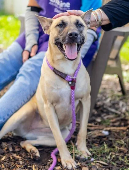An adult large-sized female Mixed Breed dog named Glossary for adoption in Chamblee, GA