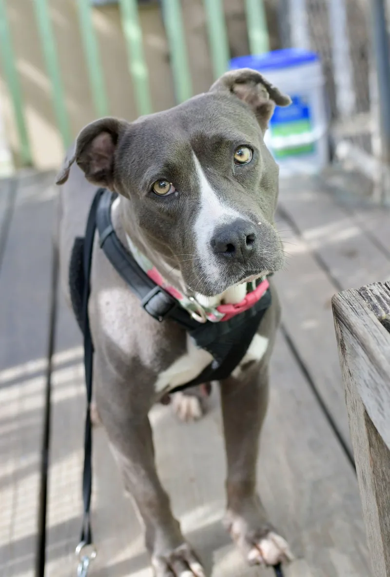 An adult medium-sized female Pit Bull Terrier dog named Nadia for adoption in Saint John, VI
