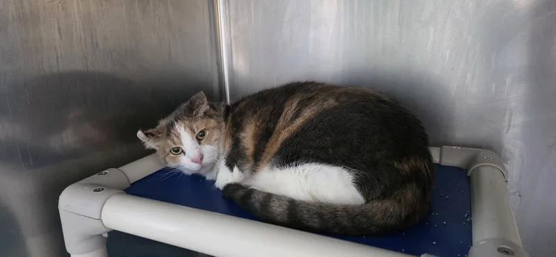 A senior medium-sized female Domestic Short Hair cat named Shelly for adoption in Lancaster, PA