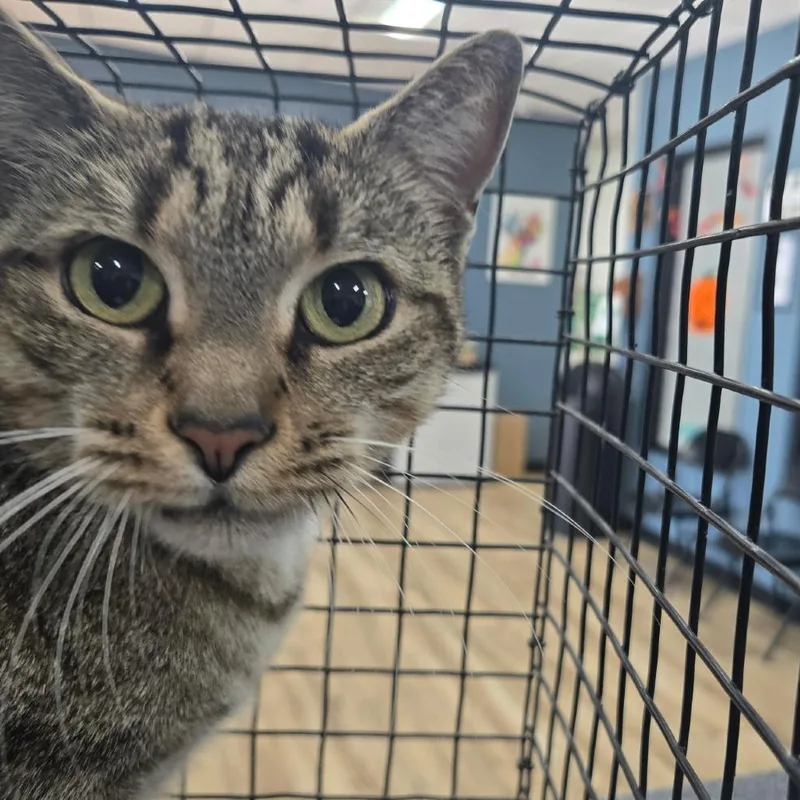 A young medium-sized female Black Domestic Short Hair cat named Charlotte for adoption in Newark, NJ