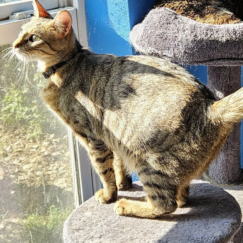 An adult medium-sized male Tabby (Buff / Tan / Fawn) Tabby cat named Whiskey for adoption in Dallas, TX