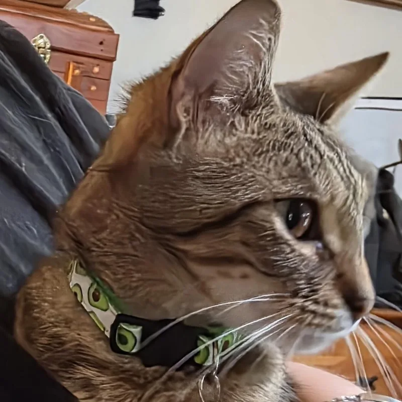 Whiskey thumbnail 2