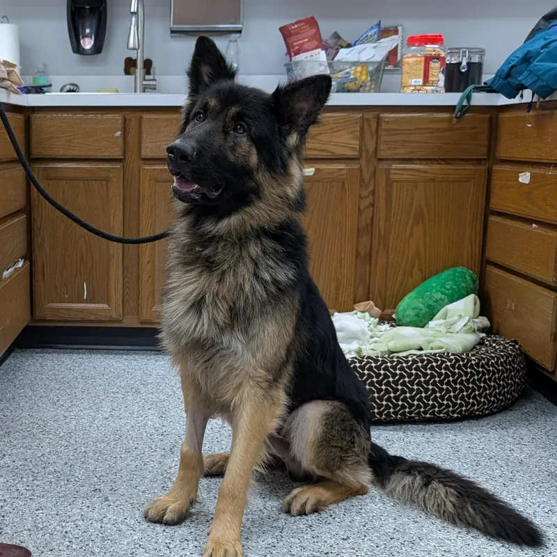 An adult large-sized male Black German Shepherd Dog dog named Ben for adoption in Ravenna, OH