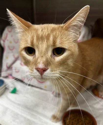 A baby small-sized male Domestic Short Hair cat named Ace for adoption in Munster, IN