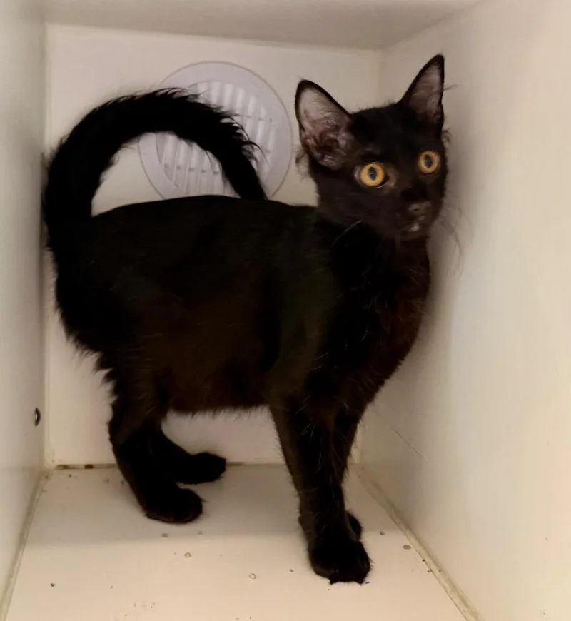 A baby medium-sized male Domestic Short Hair cat named Dan for adoption in Columbia, IL