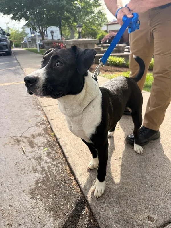 An adult medium-sized male Pit Bull Terrier dog named Boots for adoption in Campbellsville, KY