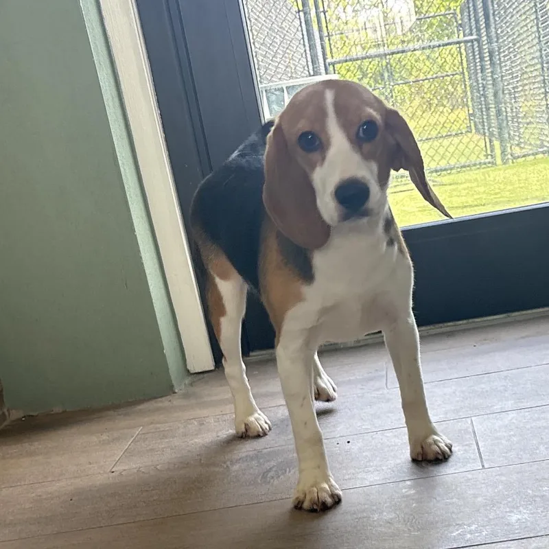 A young small-sized female Yellow / Tan / Blond / Fawn Beagle dog named LA aka Royale for adoption in LOXAHATCHEE, FL