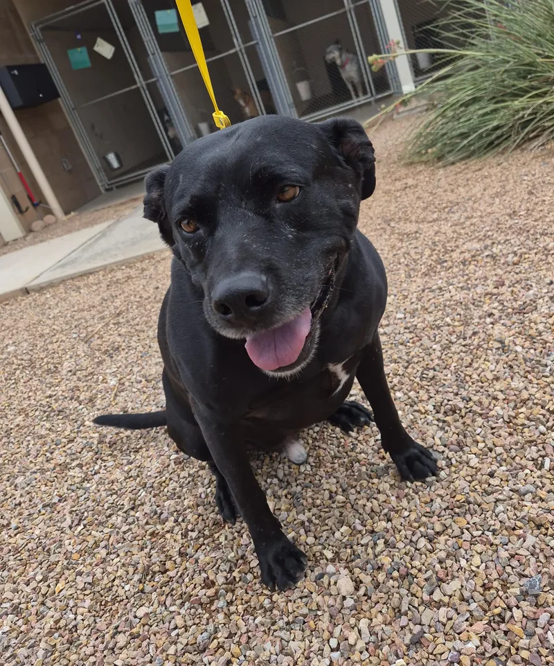 An adult large-sized male Black Labrador Retriever dog named Pepper for adoption in Sierra Vista, AZ