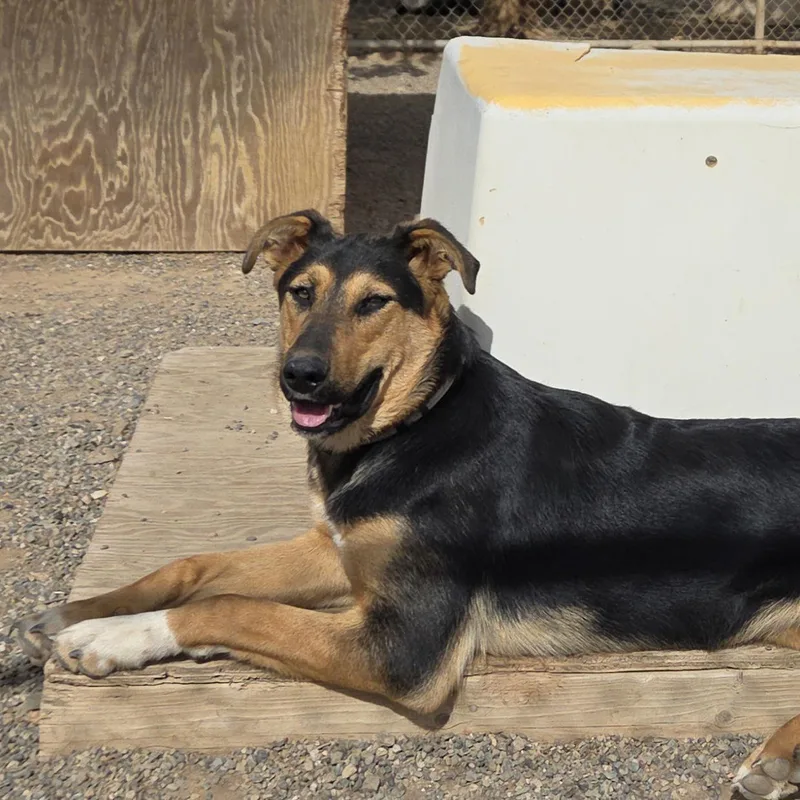 A young large-sized female Shepherd dog named Aphrodite for adoption in Yreka, CA