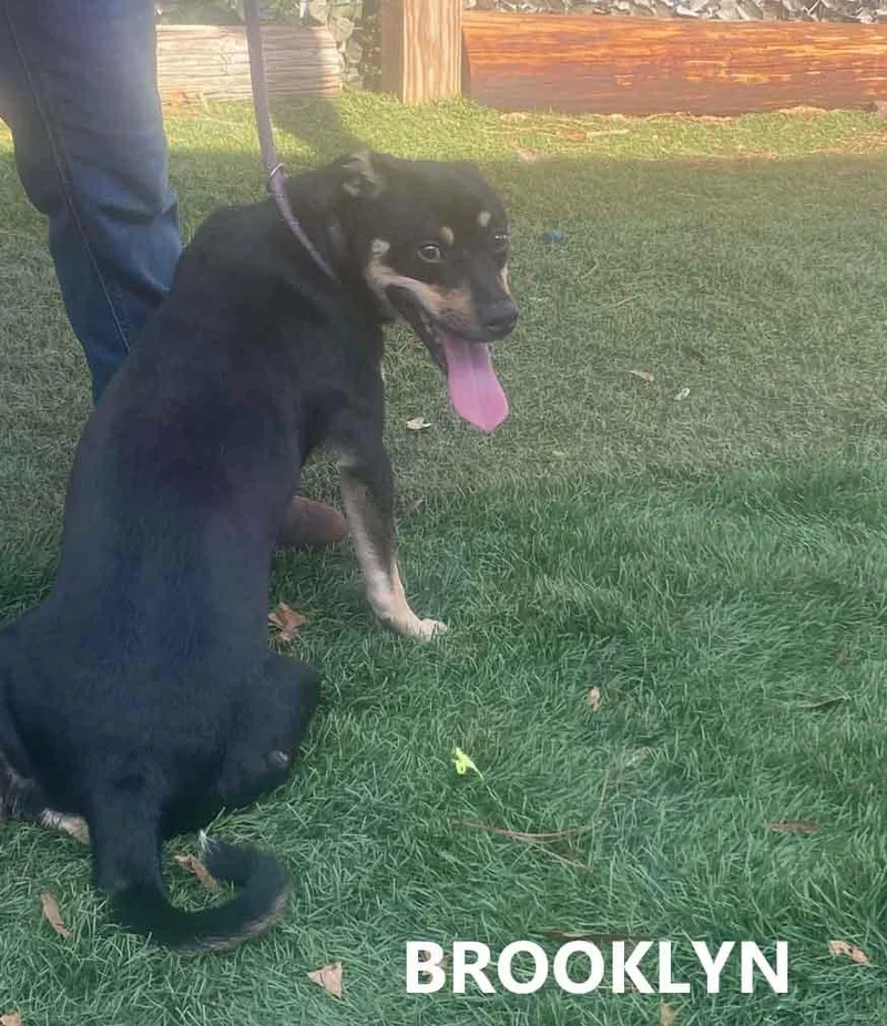 Brooklyn thumbnail 2