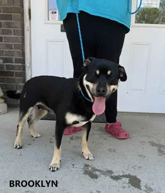 Brooklyn thumbnail 3