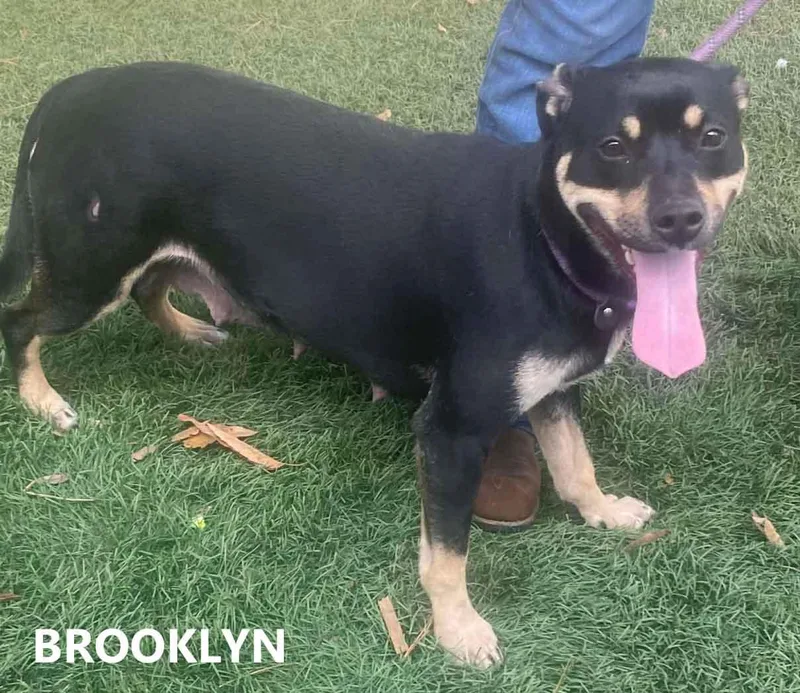 Brooklyn thumbnail 4