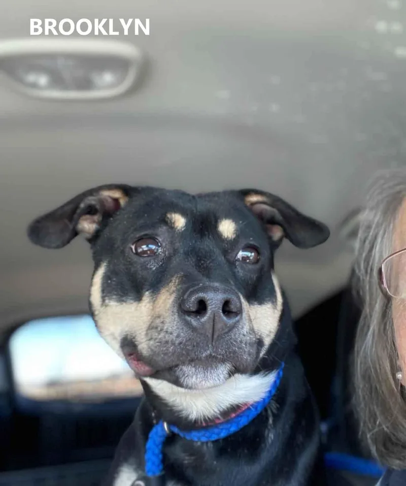 Brooklyn thumbnail 5