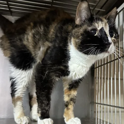 An adult medium-sized female Calico Domestic Short Hair cat named Sis for adoption in Tipp City, OH