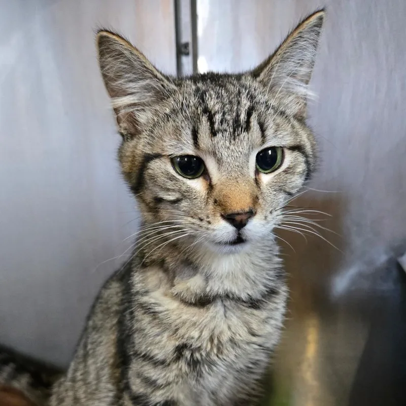 A young medium-sized male Brown / Chocolate Domestic Short Hair cat named Dasher for adoption in Park Falls, WI
