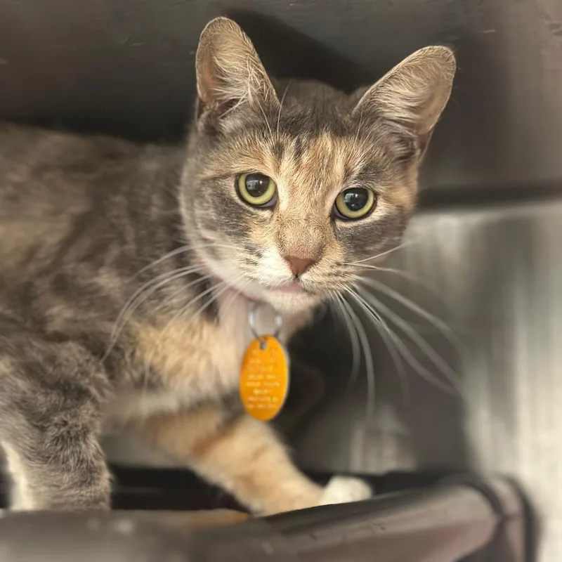 An adult small-sized female Calico Domestic Short Hair cat named D Ronette for adoption in Port Washington, NY