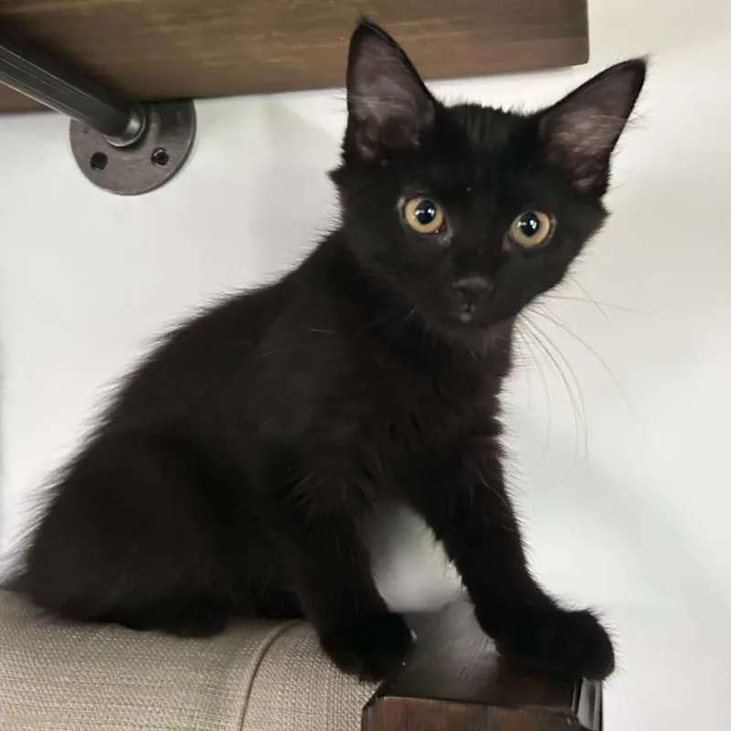 Sid