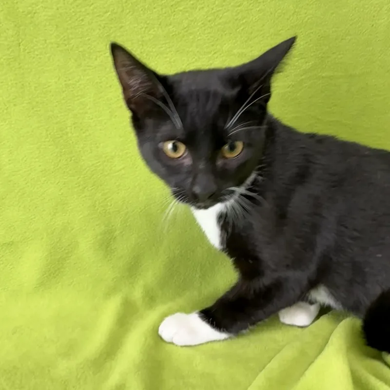 A baby medium-sized male Black & White / Tuxedo Domestic Short Hair cat named Bemiss for adoption in Valdosta, GA