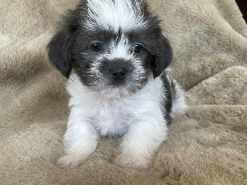 A baby small-sized female Black Shih Tzu dog named Pinch Pudding for adoption in Andover, MA