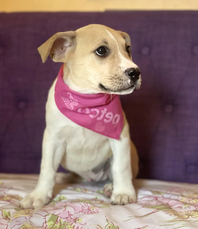 A baby large-sized female Terrier dog named Boodle Lonestar for adoption in Rockaway, NJ