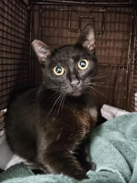 An adult small-sized female Domestic Short Hair cat named Patty for adoption in Chatsworth, CA