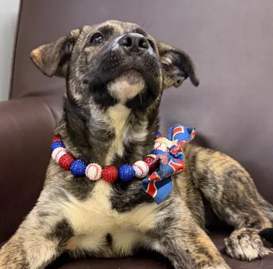 A baby medium-sized male German Shepherd Dog dog named Benny for adoption in Naperville, IL