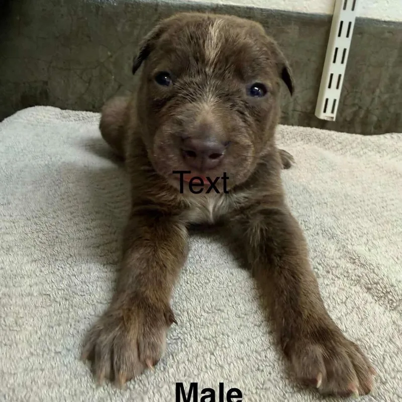 A baby medium-sized male Brindle Mixed Breed dog named Mack for adoption in Mocksville, NC