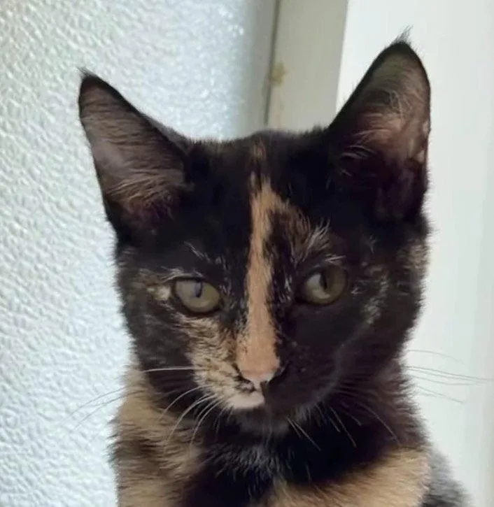 A baby medium-sized female Domestic Short Hair cat named Burger for adoption in Hilton Head Island, SC