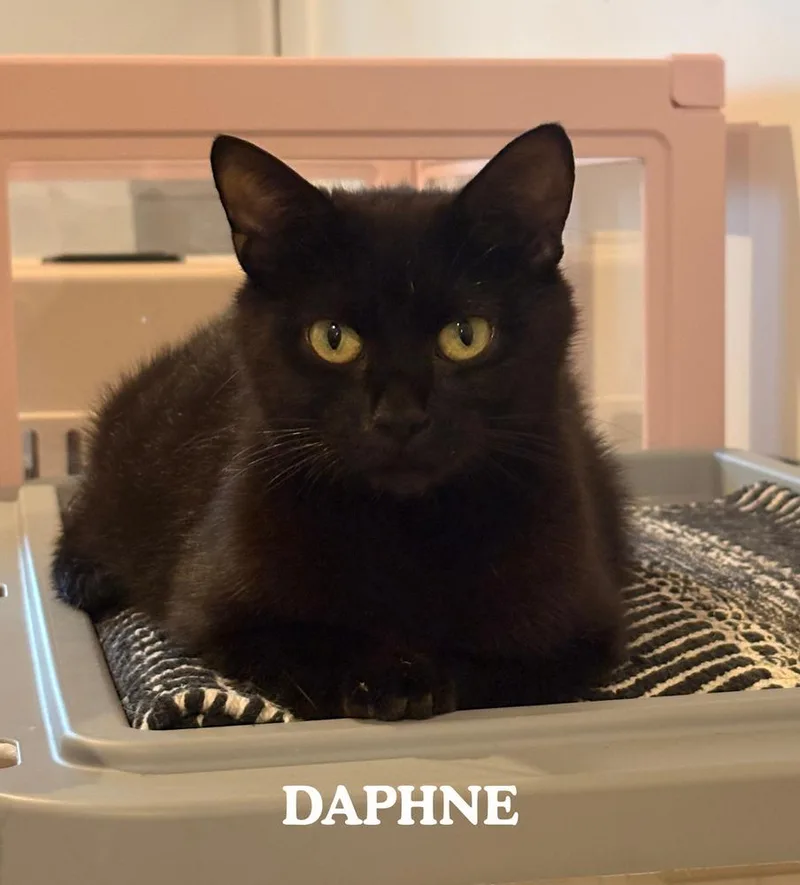 An adult small-sized female Black Domestic Short Hair cat named Daphne for adoption in Mooresville, NC